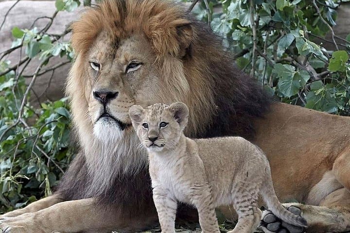 Aquila Private Game Reserve Day Safari from Cape Town — Big Five in a Day photo 1
