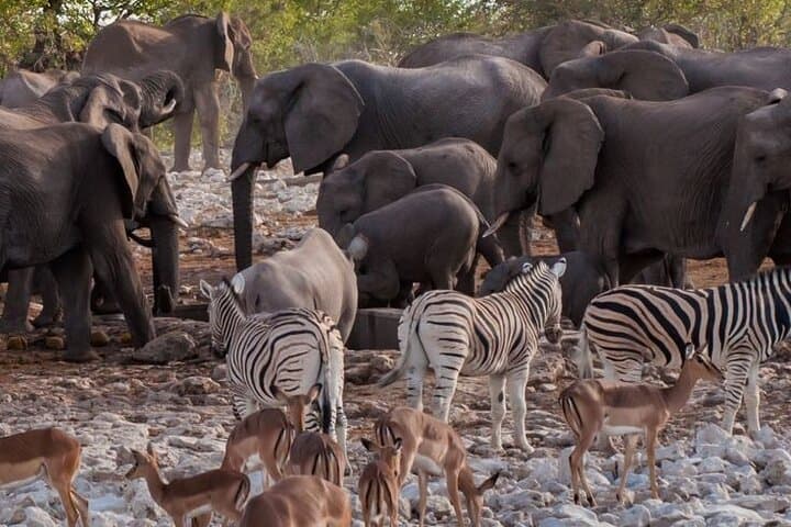 6-Day Namibia Safari: Etosha Game Drives to Sossusvlei Dunes