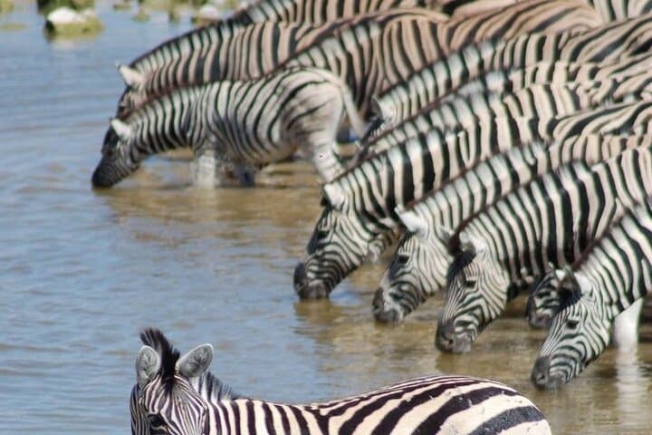 6-Day Namibia Safari: Etosha Game Drives to Sossusvlei Dunes photo 2