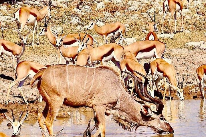 6-Day Namibia Safari: Etosha Game Drives to Sossusvlei Dunes photo 4