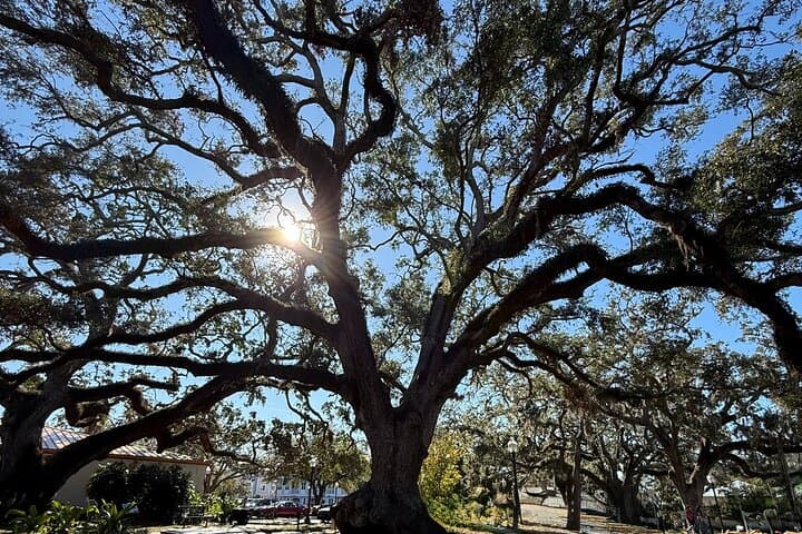 Safety Harbor Food Tour: Main Street Culinary Walking Experience photo 5