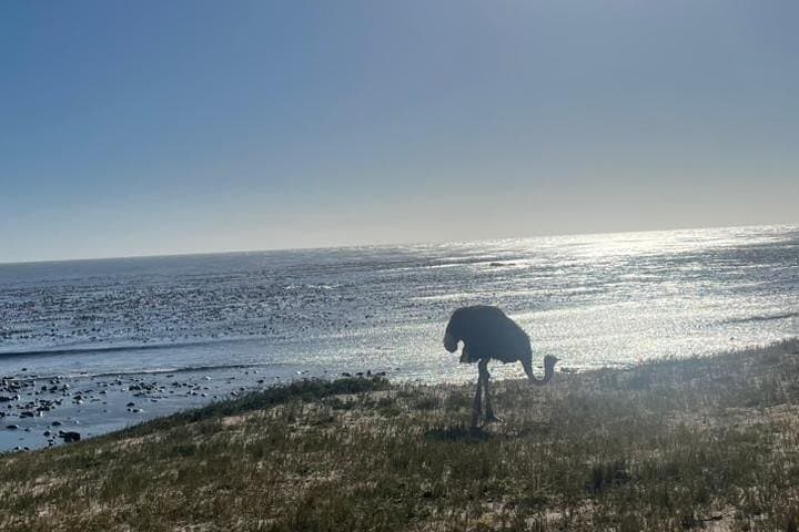 Cape Peninsula Private Full-Day Tour: Cape of Good Hope, Penguins & Groot Constantia Wine Tasting photo 5