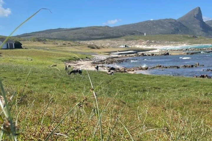 Cape Peninsula Private Full-Day Tour: Cape of Good Hope, Penguins & Groot Constantia Wine Tasting photo 6