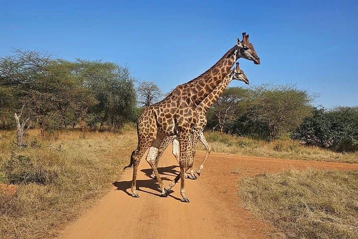 Bandia Reserve Safari from Dakar: Wildlife Drive & Lunch in the Baobab Forest