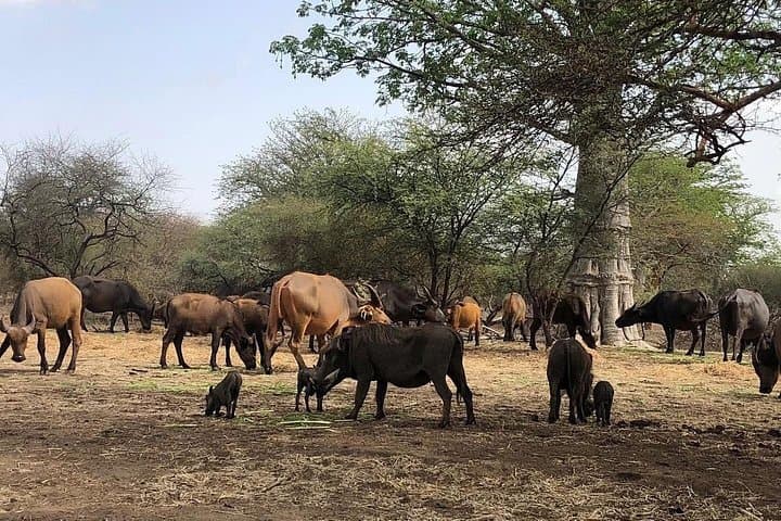 Bandia Reserve Safari from Dakar: Wildlife Drive & Lunch in the Baobab Forest photo 2