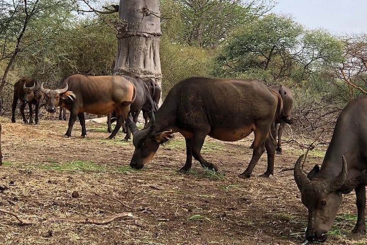 Bandia Reserve Safari from Dakar: Wildlife Drive & Lunch in the Baobab Forest photo 3