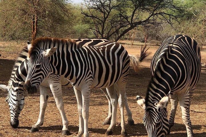 Bandia Reserve Safari from Dakar: Wildlife Drive & Lunch in the Baobab Forest photo 4