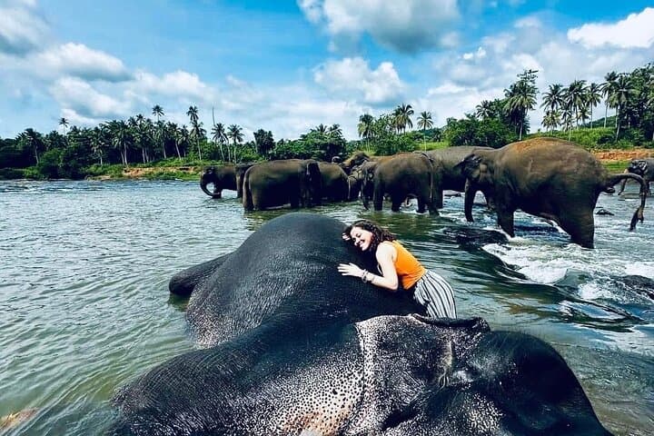 Luxury Kandy Day Tour: Pinnawala Elephants, Spice Gardens & Temple of the Tooth photo 2