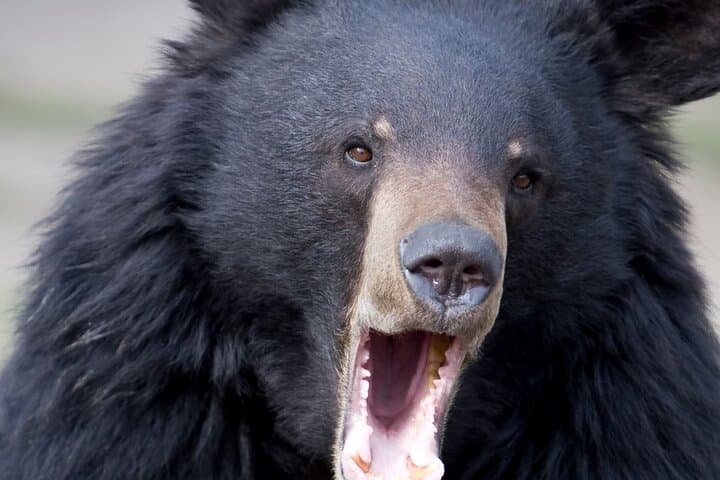 Ketchikan Bear Watching, Totem Poles & Local Beer Shore Excursion