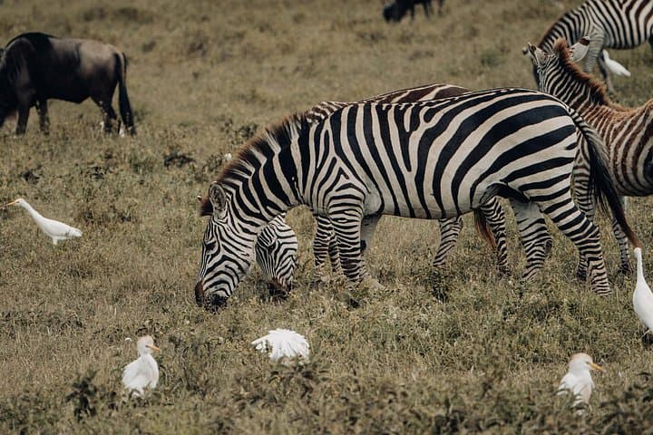 8-Day Big Five Migration Safari: Mara River Crossings & Ngorongoro Crater photo 2