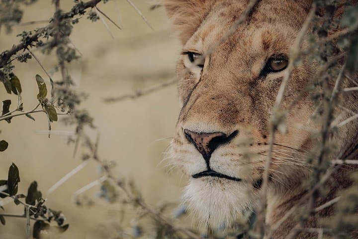8-Day Big Five Migration Safari: Mara River Crossings & Ngorongoro Crater photo 3