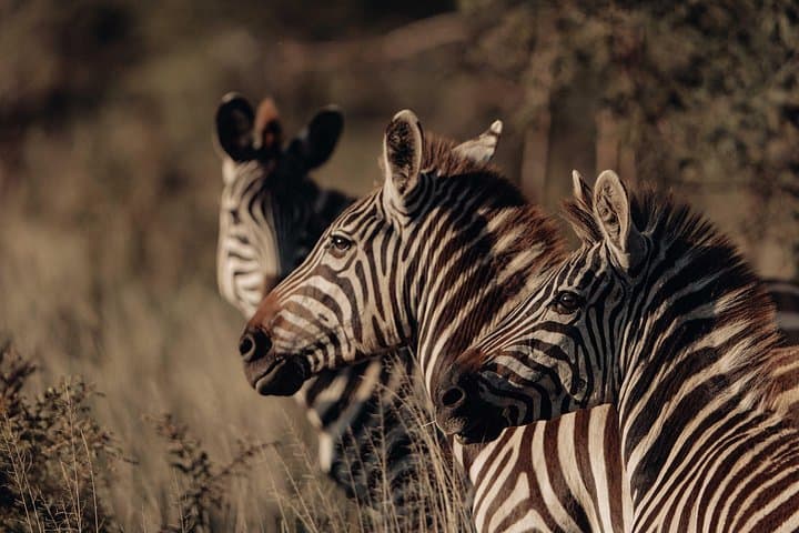 8-Day Big Five Migration Safari: Mara River Crossings & Ngorongoro Crater photo 4