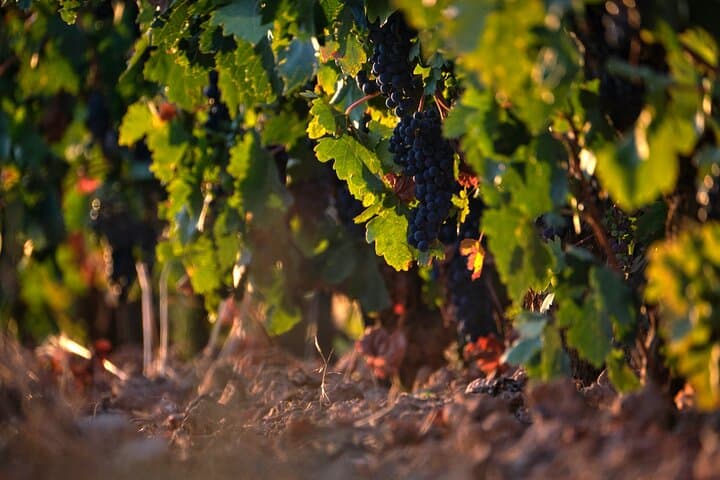 Full-Day Stellenbosch & Franschhoek Wine Tasting from Cape Town photo 4