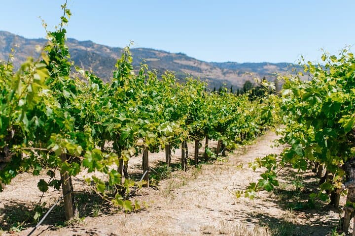Full-Day Stellenbosch & Franschhoek Wine Tasting from Cape Town photo 5
