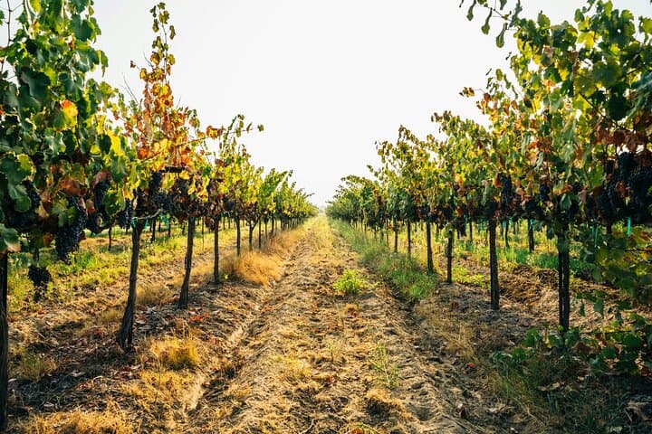 Full-Day Stellenbosch & Franschhoek Wine Tasting from Cape Town photo 6