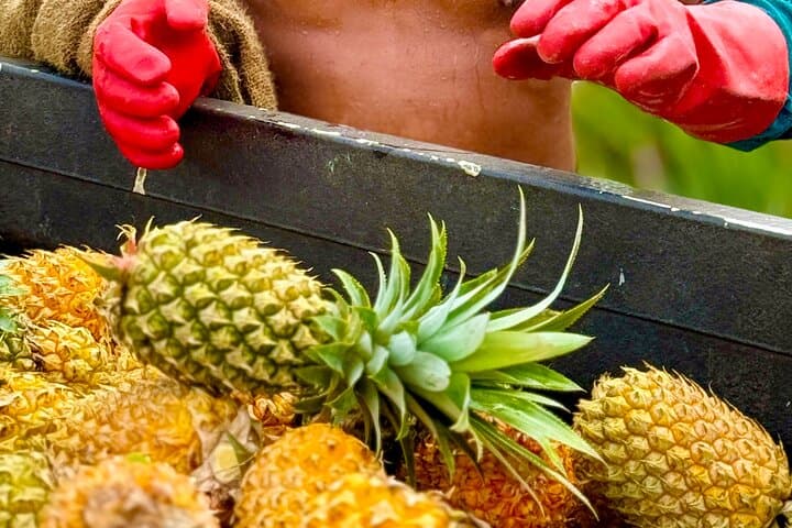 Bora Bora Gourmet Odyssey: Island Food Tour and Cultural Tastings photo 3