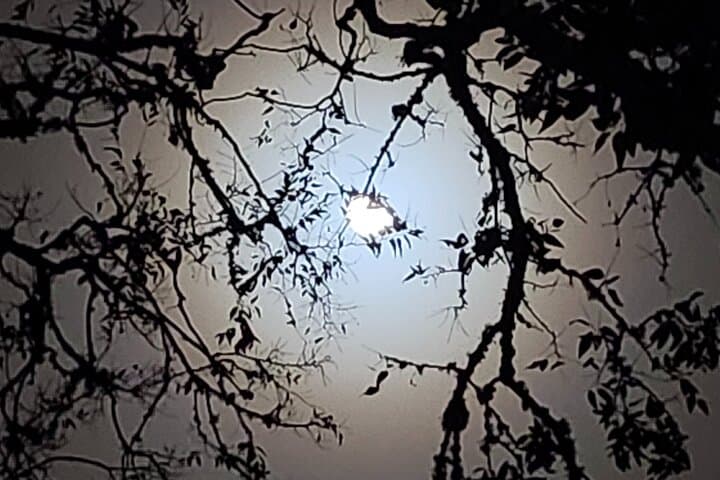 Galveston Dark of the Moon Ghost & Red Light District Walking Tour