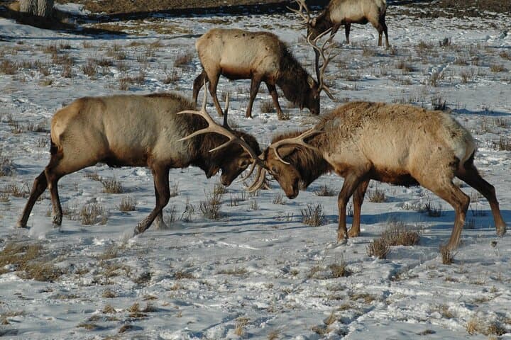 Grand Teton Private Sunrise Tour from Jackson — Jenny Lake, Mormon Row & Wildlife
