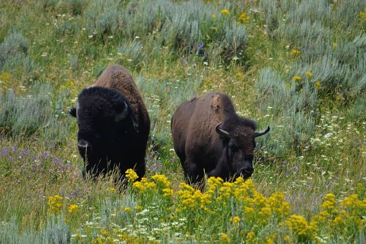 Grand Teton Private Full-Day Tour from Jackson Hole — Jenny Lake, Mormon Row & Wildlife photo 4