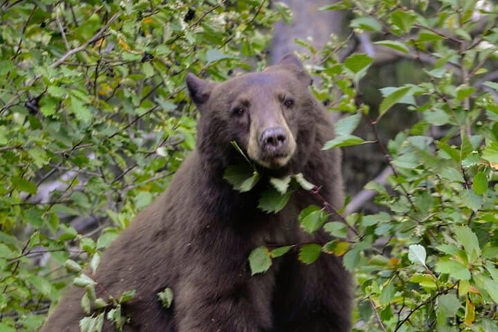 Grand Teton Private Full-Day Tour from Jackson Hole — Jenny Lake, Mormon Row & Wildlife photo 5