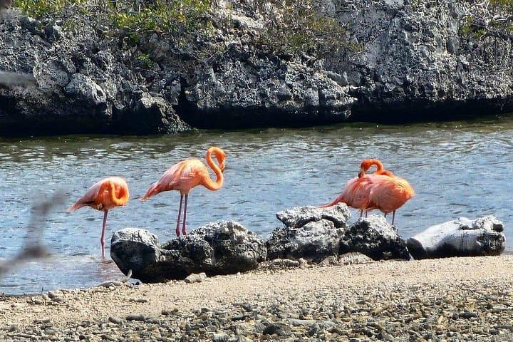 Guided Bonaire North and South Tour: Coastal Sights, Salt Ponds & Local Culture