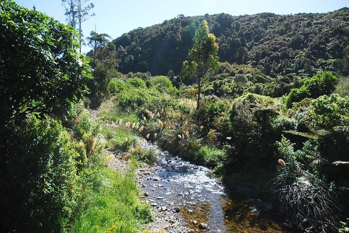 Wellington Native Bush Walking Tour — Rimutaka Forest, Eastbourne & Days Bay Ferry