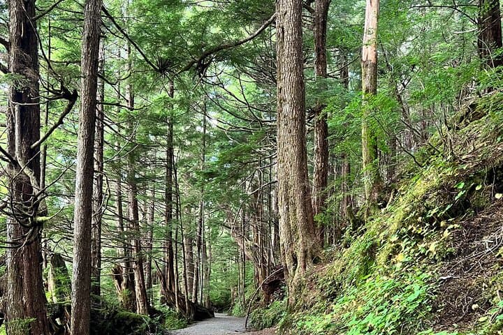 Ward Creek Trail Nature Walk in Ketchikan — Guided Hike Through the Tongass photo 1