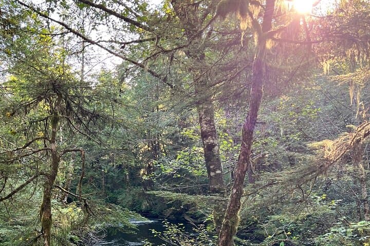Ward Creek Trail Nature Walk in Ketchikan — Guided Hike Through the Tongass photo 2