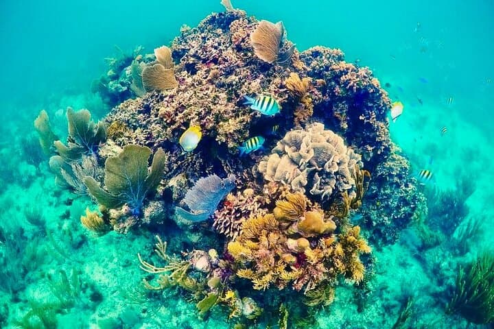 Private Snorkel Tour to Puerto Morelos Reef National Park with Lunch photo 4