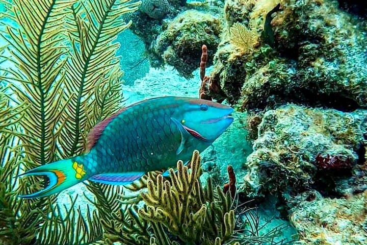 Private Snorkel Tour to Puerto Morelos Reef National Park with Lunch photo 5