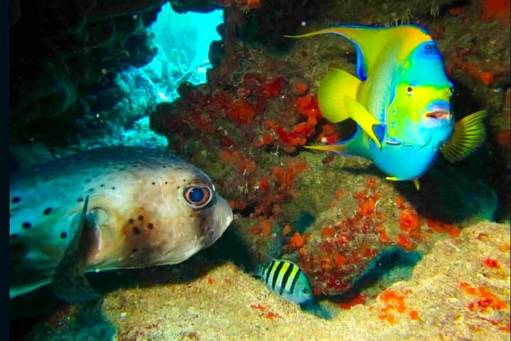 Private Snorkel Tour to Puerto Morelos Reef National Park with Lunch photo 6