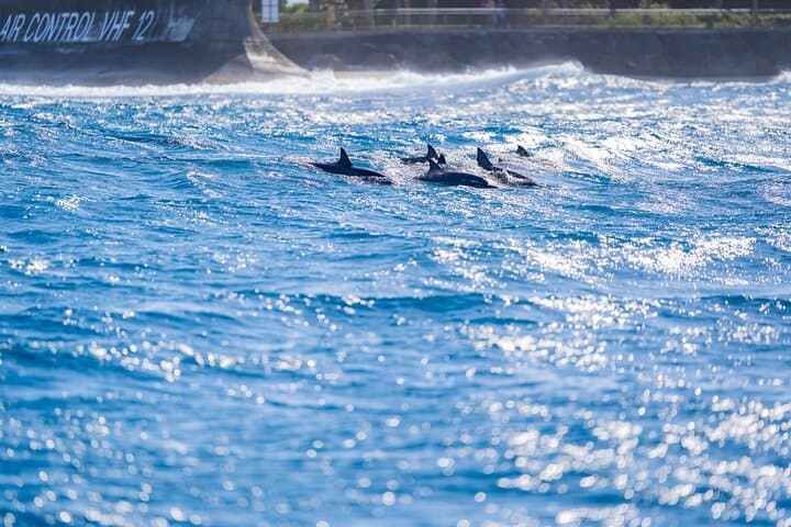 Tahiti Lagoon Snorkel & Sandbank Lunch: Small-Boat Eco Tour from Papeete photo 5