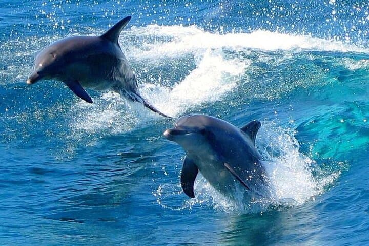 Port Stephens Day Adventure: Dolphins, Koalas & Stockton Sand Dunes photo 2