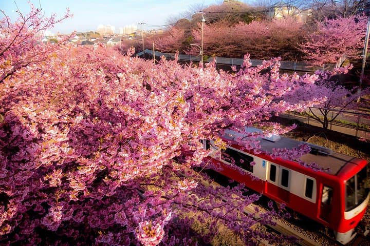 Izu Peninsula Day Trip: Mt. Omuro, Jogasaki Coast & Capybaras via Izu Scenic Train photo 4