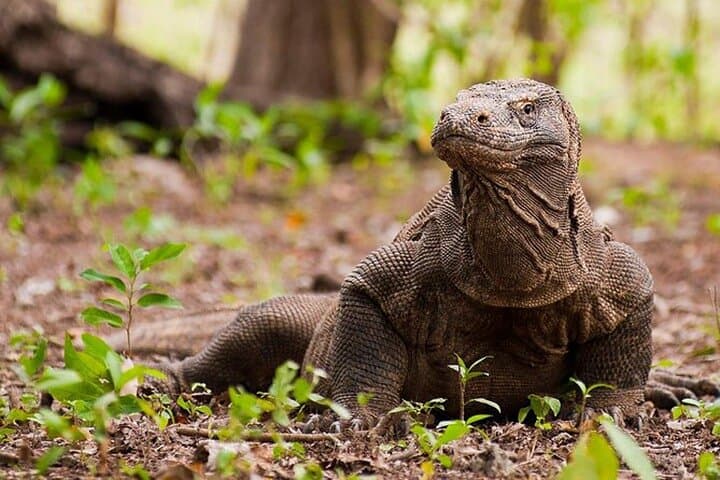 Komodo Island Day Trip from Bali: Dragons, Mantas & Pink Beach