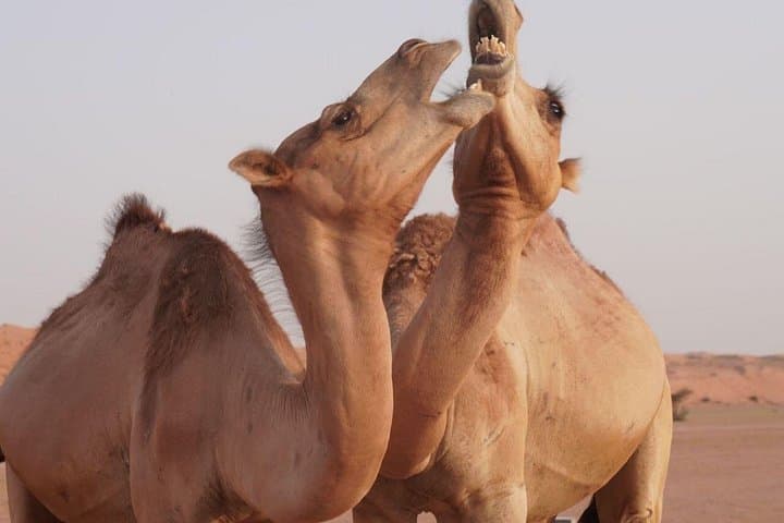 Wahiba Sands & Wadi Bani Khalid: Full-Day Desert and Wadi Adventure from Muscat photo 1