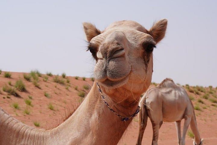 Wahiba Sands & Wadi Bani Khalid: Full-Day Desert and Wadi Adventure from Muscat photo 2