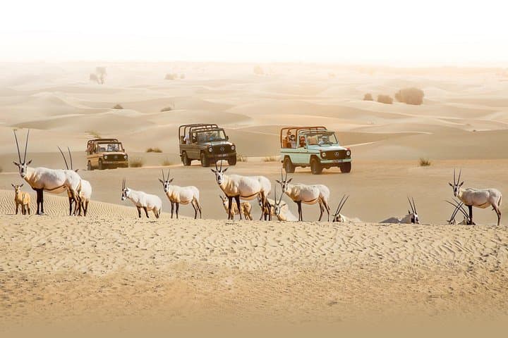 Evening Heritage Safari at Al Marmoom: Vintage G‑Class Desert & Bedouin Experience photo 4