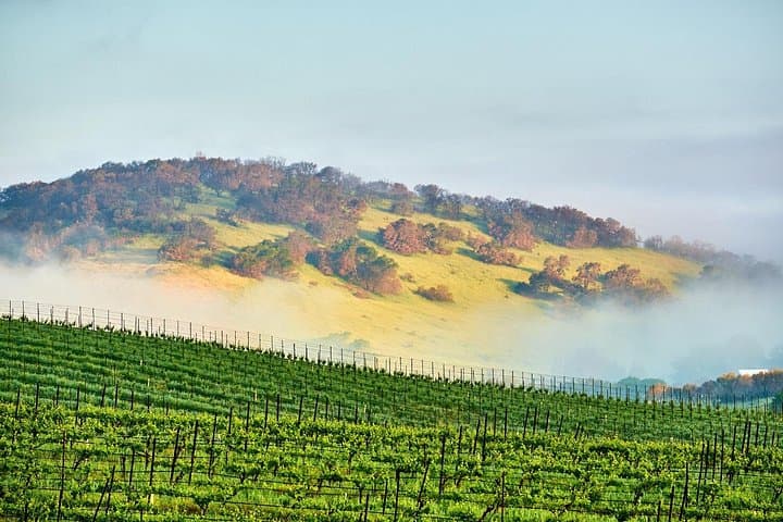 Self-Guided Audio Driving Tour of Sonoma & Napa Valley: Vineyards, History, and Geysers photo 3