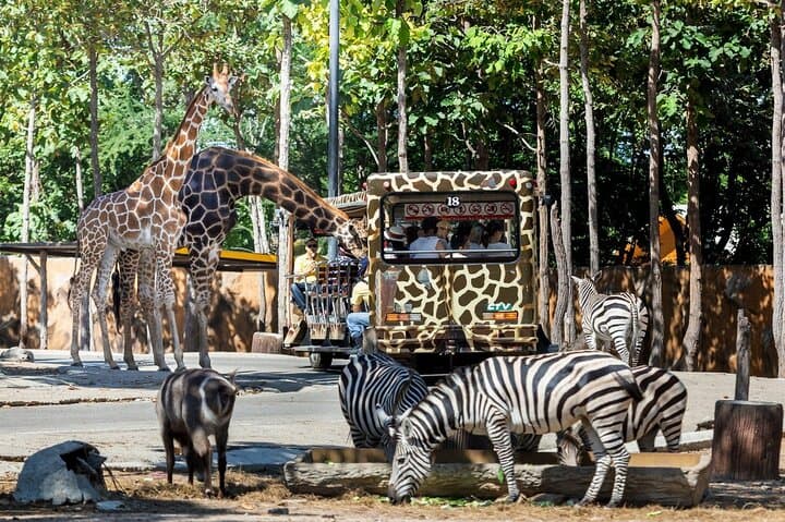 Chiang Mai Night Safari: Nocturnal Tram Ride & Jaguar Trail Experience photo 6
