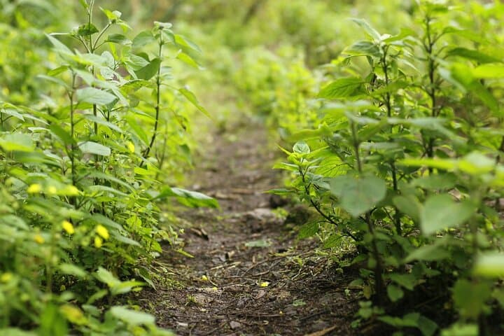 Coffee Farm Hike in Jamaica's Blue Mountains from Montego Bay photo 3