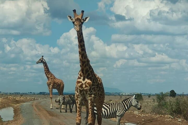 Explore Nairobi’s Unique Blend: Wildlife, Culture, and History in One Day photo 5