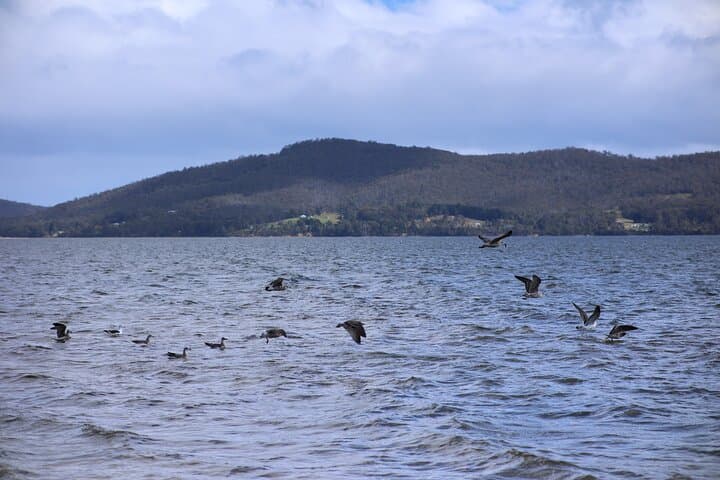 Bruny Island Small-Group Day Tour from Hobart: Cliffs, Oysters & Lighthouse photo 6