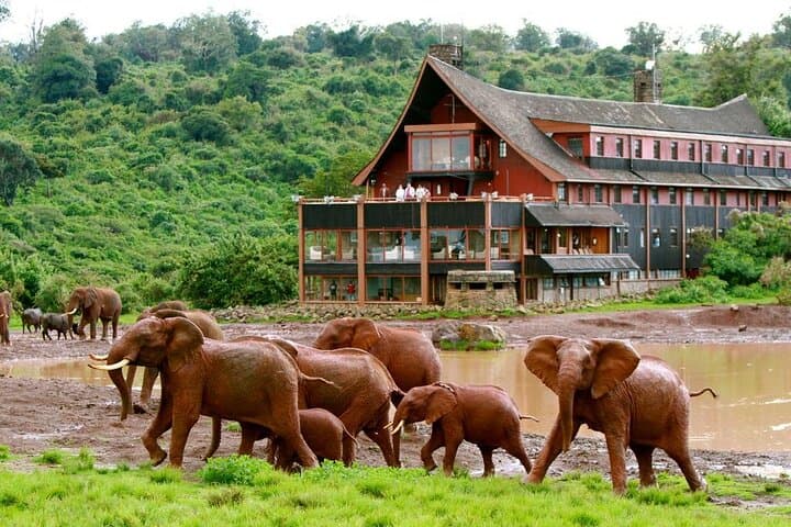 12-Day Kenya Big Five Safari: Samburu to Masai Mara Wildlife Tour photo 3
