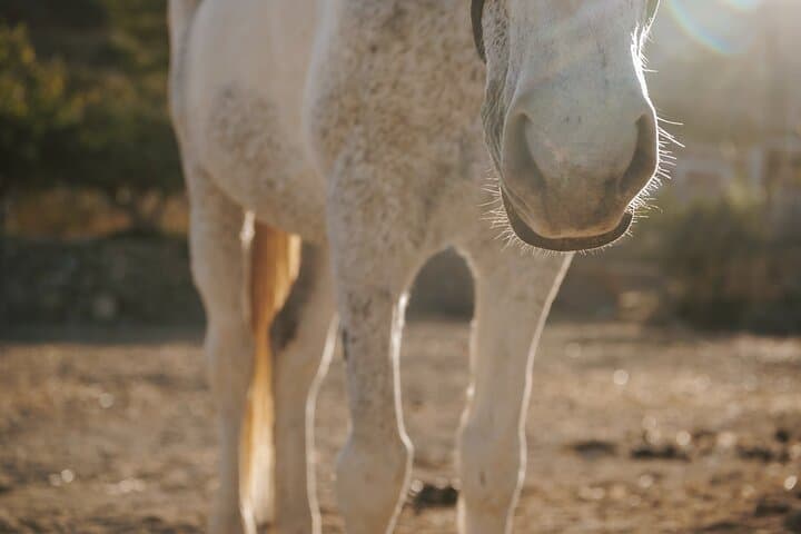 Sunrise Horseback Ride to Parasporos Beach, Paros photo 4