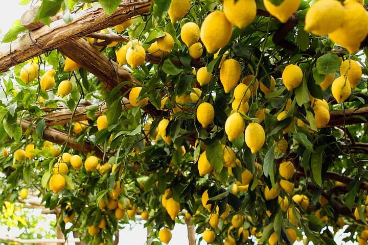 Cooking in a Sorrento Lemon Grove: Hands-On Pasta & Farm-to-Table Lunch photo 5