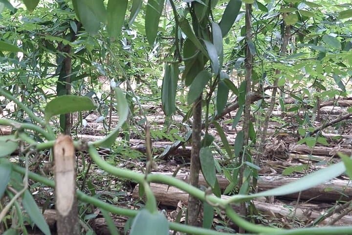 Zanzibar Full-Day Private Spice Farm, Cooking Class & Stone Town Tour photo 4