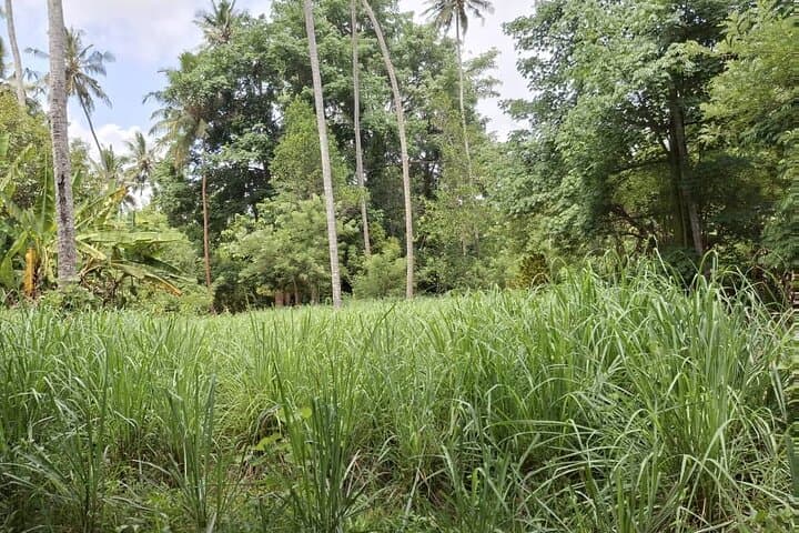 Zanzibar Full-Day Private Spice Farm, Cooking Class & Stone Town Tour photo 5
