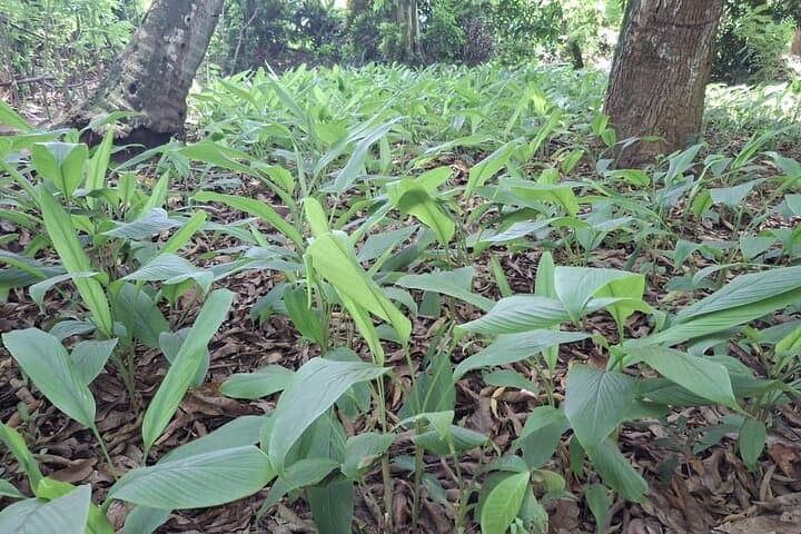 Zanzibar Full-Day Private Spice Farm, Cooking Class & Stone Town Tour photo 6