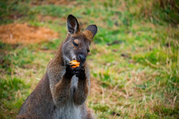 Private Blue Mountains Scenic World, Featherdale Wildlife & Sydney Harbour Cruise photo 4